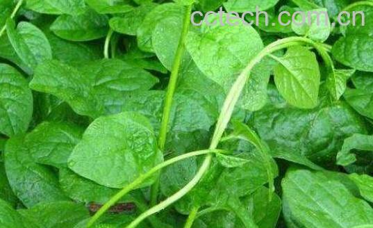 红藤菜的功效与作用 红藤菜怎么做好吃-1