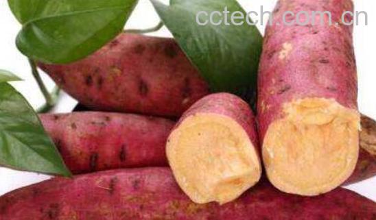 吃红薯犯4个禁忌会短命-1