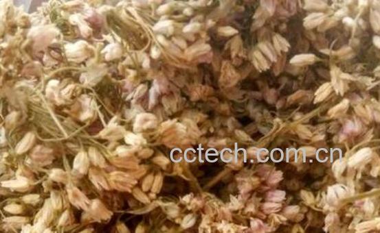 扎蒙花怎么用来炒菜 扎蒙花的吃法-0