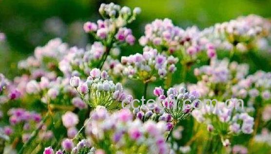 扎蒙花怎么炝锅 如何用扎蒙炝油-0