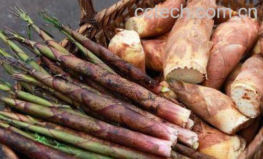 春笋和冬笋的区别是什么-0