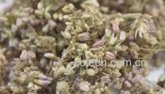 扎蒙花怎么炝锅 如何用扎蒙炝油-1