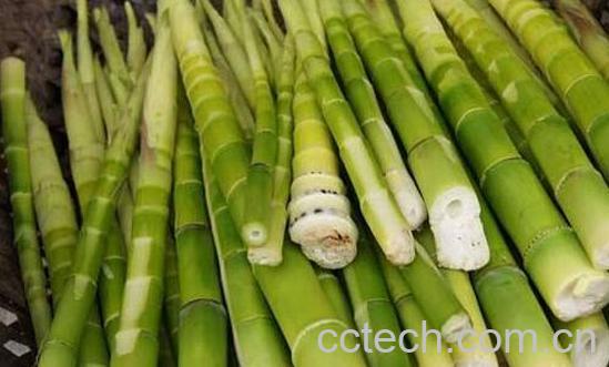 春笋和冬笋的区别是什么-1