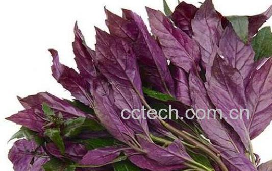 紫木耳菜的功效与作用-0