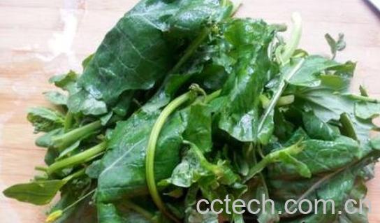 油菜尖的禁忌和功效-0