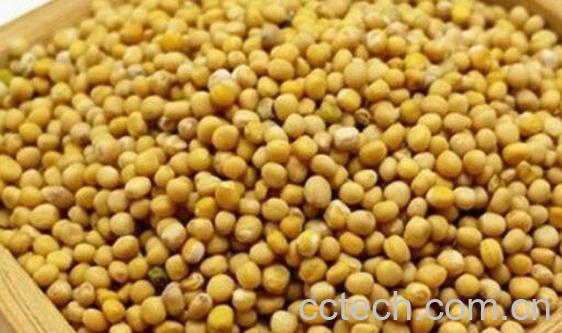 芥末籽怎么吃 芥末籽怎么使用-0