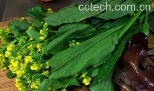 香油菜怎么做 香油菜的家常做法教程-1