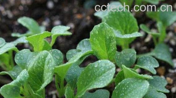 油菜苗的功效与作用-1