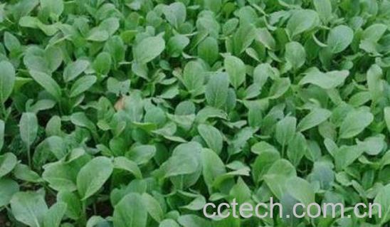 油菜苗的功效与作用-0