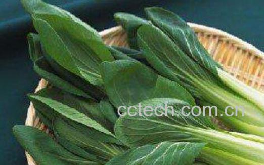 天天吃油菜有什么坏处-1