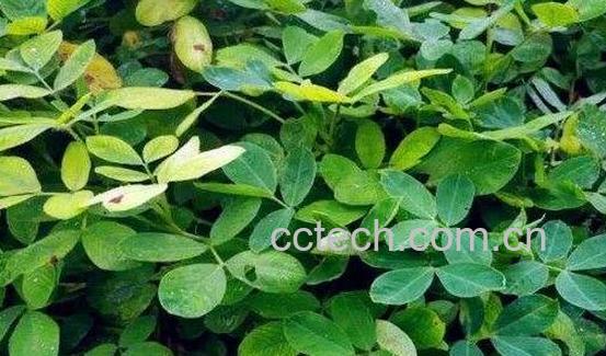 花生秧子泡水喝的功效与作用-1