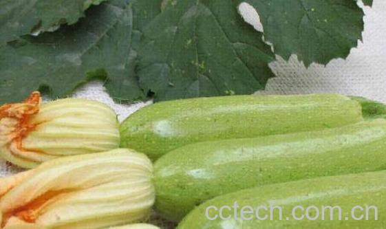 番瓜有什么功效与作用 吃番瓜的好处-1