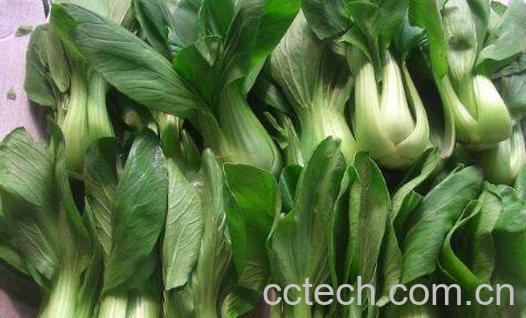 吃油菜的好处和坏处-0