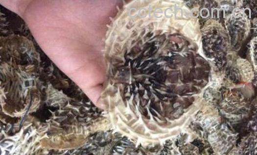 刺鱼皮的功效和作用 刺龟皮的药用价值-0