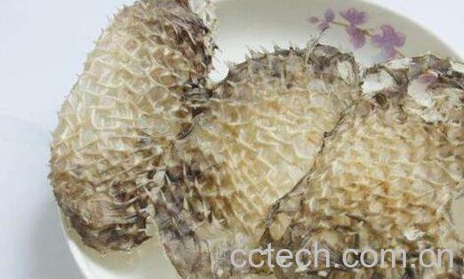 刺龟皮什么人不能吃 刺龟皮的副作用与禁忌-0