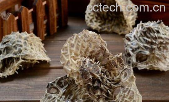 刺鱼皮的功效和作用 刺龟皮的药用价值-1