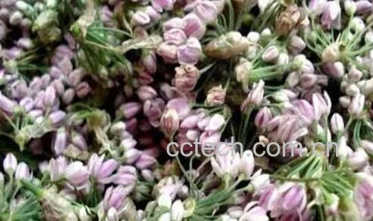 麻麻花的功效与作用-1