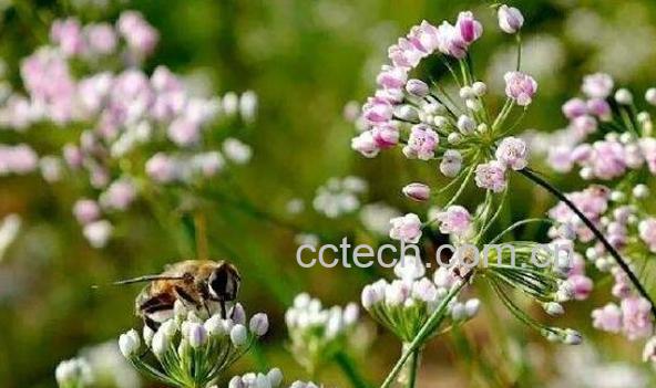 麻麻花的功效与作用-0