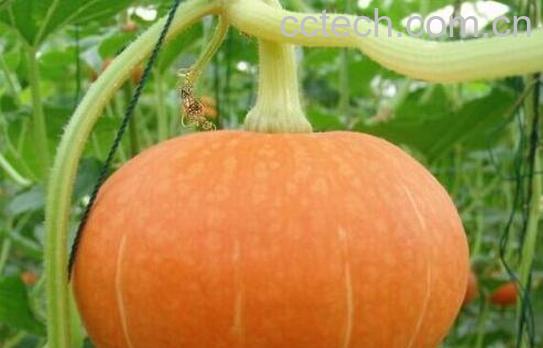 哪5种人不能吃南瓜-0