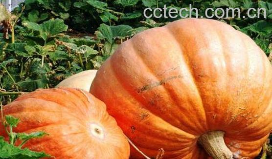 哪5种人不能吃南瓜-1
