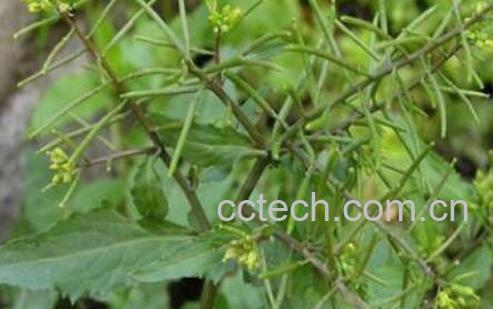 野油菜的功效与作用-0
