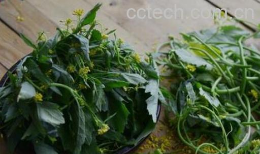 野油菜的功效与作用-1