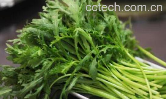 蒿子油的功效与作用-1