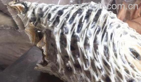 刺龟皮如何去刺 刺龟的刺应该怎么剔除-0