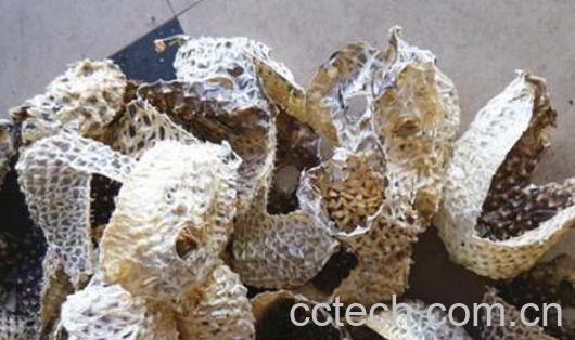 刺龟皮如何去刺 刺龟的刺应该怎么剔除-1