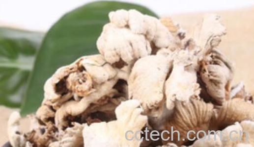 白参菇的功效与作用 白参菇的食用方法-1