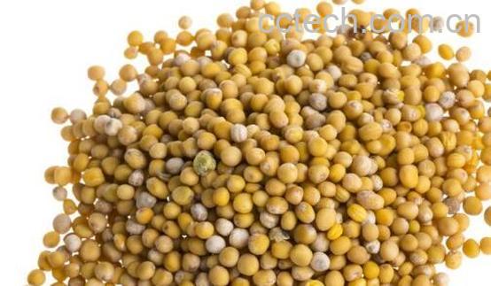 芥末籽怎么调好吃 芥末籽怎么使用-0