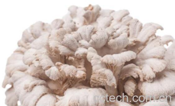 白参菇的功效与作用 白参菇的食用方法-0