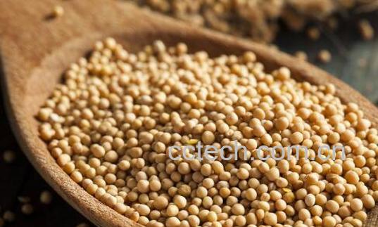 芥末籽怎么调好吃 芥末籽怎么使用-1