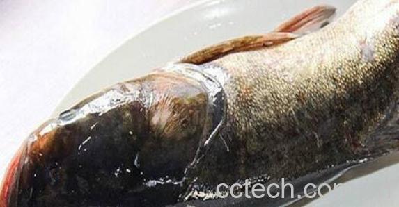 胖头鱼的营养价值与功效-1