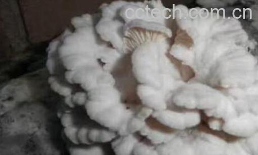 白参菌的功效与作用及禁忌-1