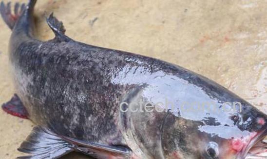 胖头鱼的营养价值与功效-0