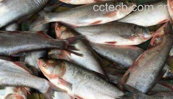 白鲢和花鲢的区别-0