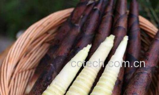 雷笋和春笋的区别-0