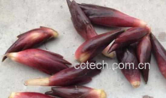 莲花姜的功效与作用 莲花姜怎么种植方法-0