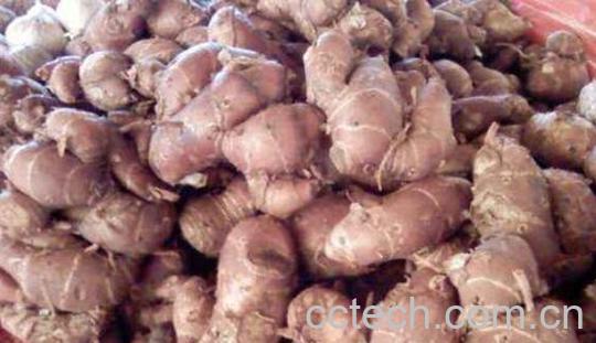 沙姜是啥东西 沙姜的功效与作用及禁忌-1