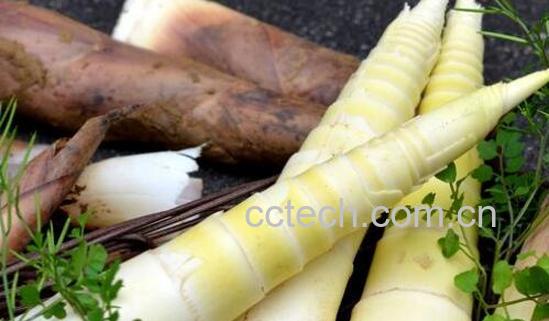 春笋怎么挑 挑选春笋的方法技巧-0