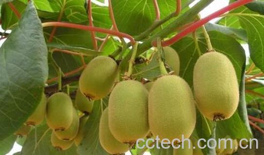 吃什么可以增强抵抗力 能增强免疫力食物推荐-0