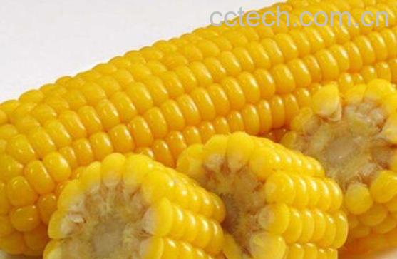 吃玉米会发胖吗 吃玉米的功效作用-0