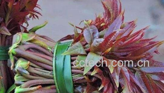  吃香椿有什么好处与作用-0