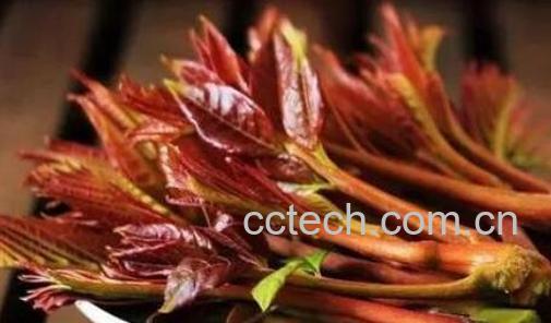  吃香椿有什么好处与作用-1