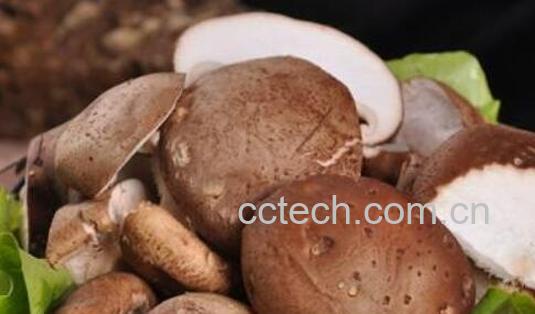 吃香菇的好处和坏处 香菇吃多了有什么危害-1