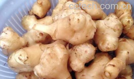 洋姜怎么做好吃 吃洋姜的禁忌-0