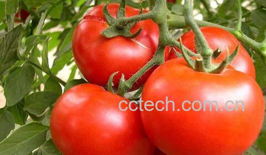 吃西红柿的好处和坏处 吃西红柿的禁忌-0