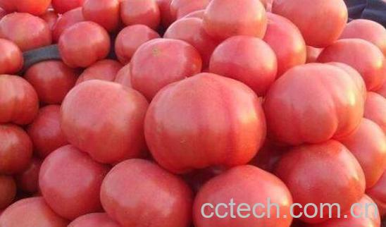 吃西红柿的好处和坏处 西红柿的食疗作用-0