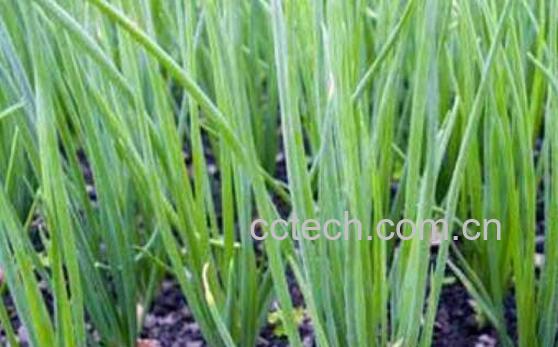 小葱的功效与作用 吃小葱的好处以及适合人群-1